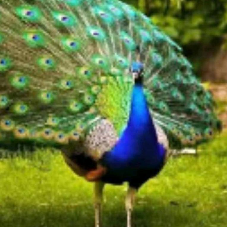 愿望