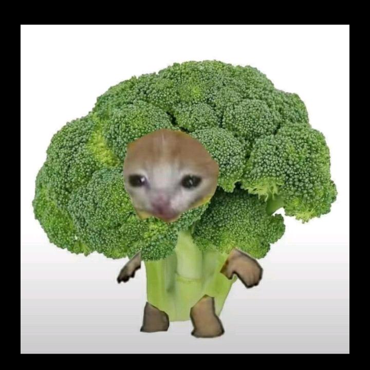 我爱西蓝花🥦