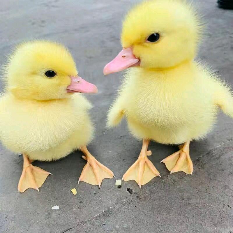 两只小黄鸭