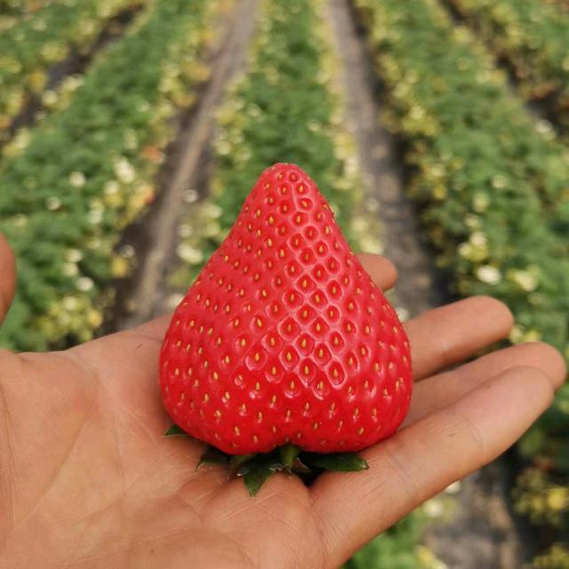 长寿区美莱草莓园