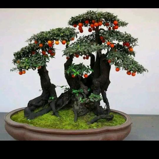 红红火火金弹子盆景