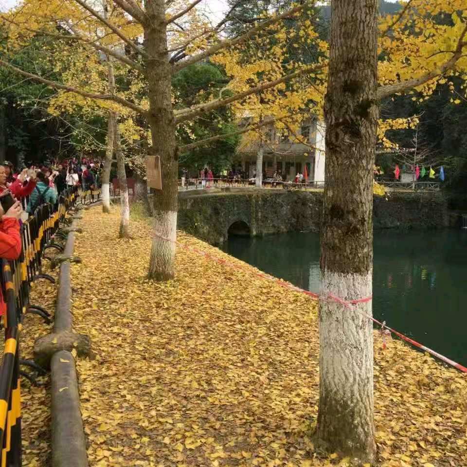 嘟挺好