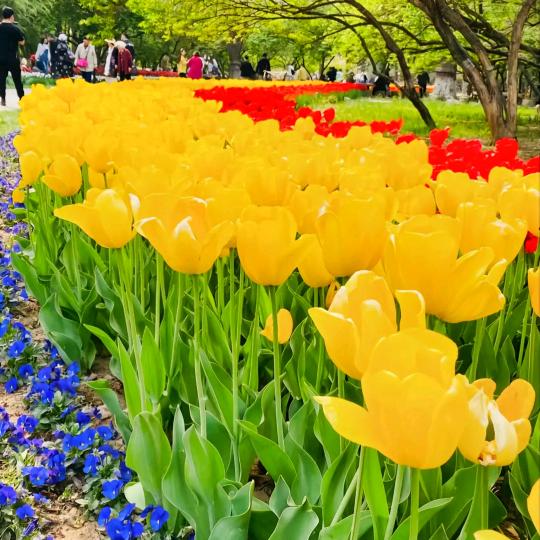 李花（可私聊）