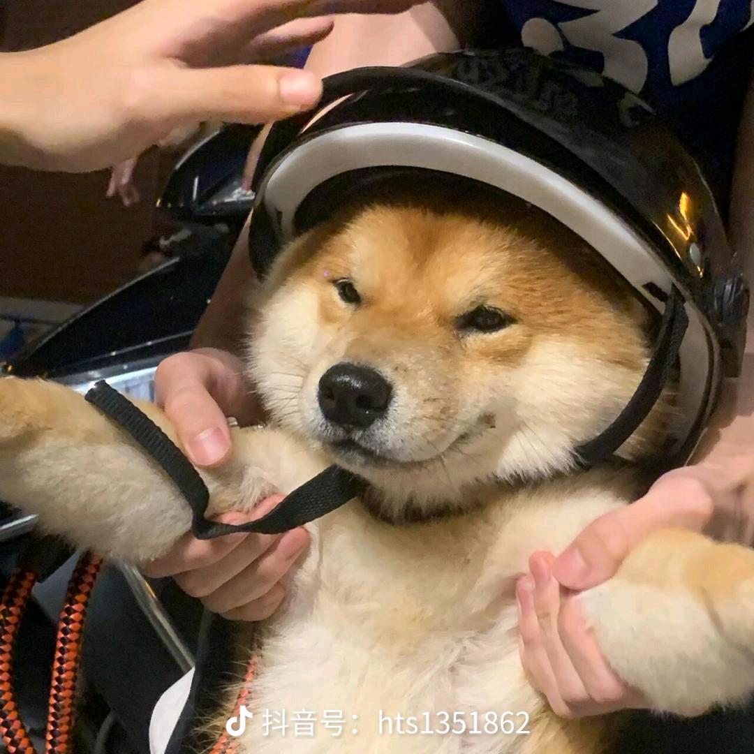 解题蚂蚁