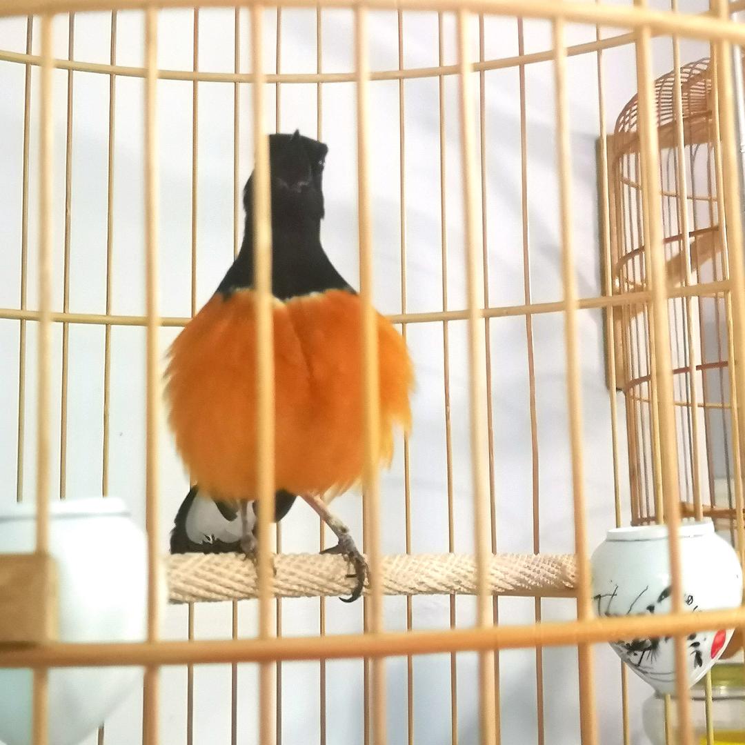 鸣鸟堂