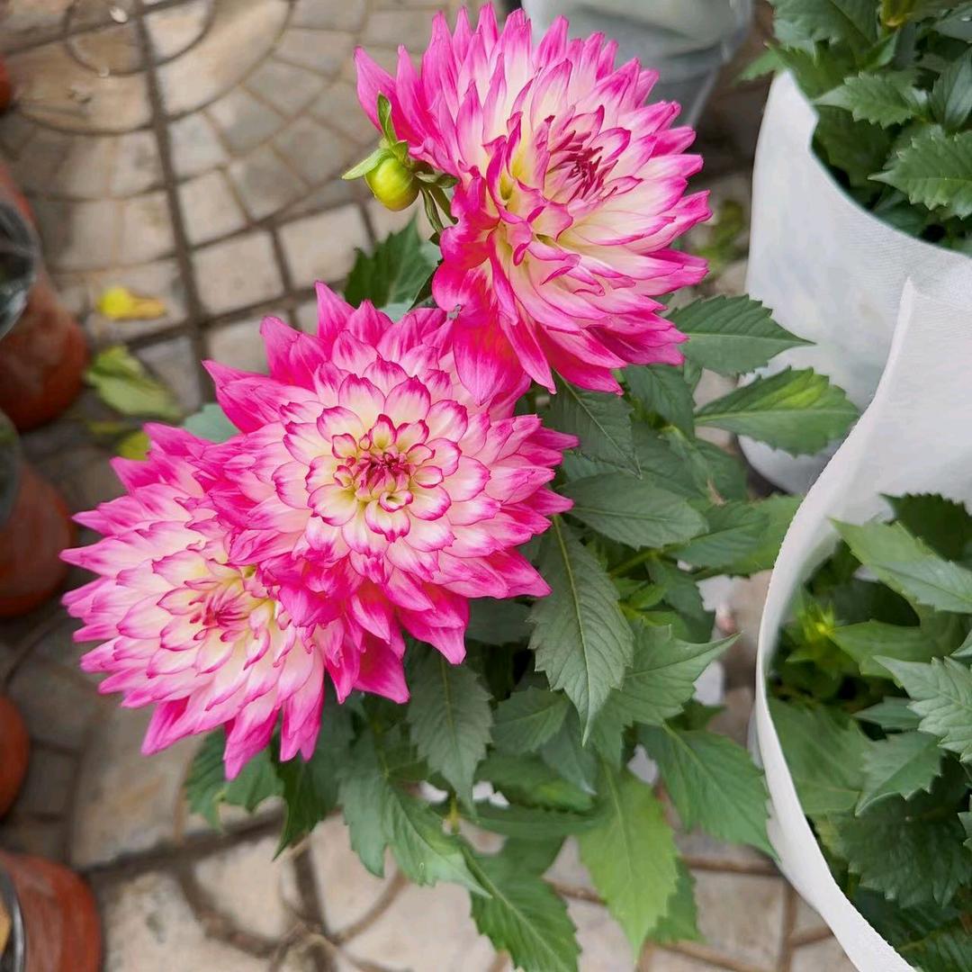 香海鲜花