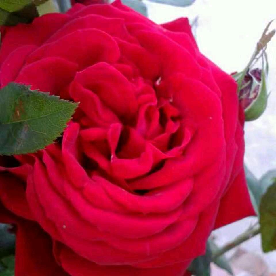 小芬芬