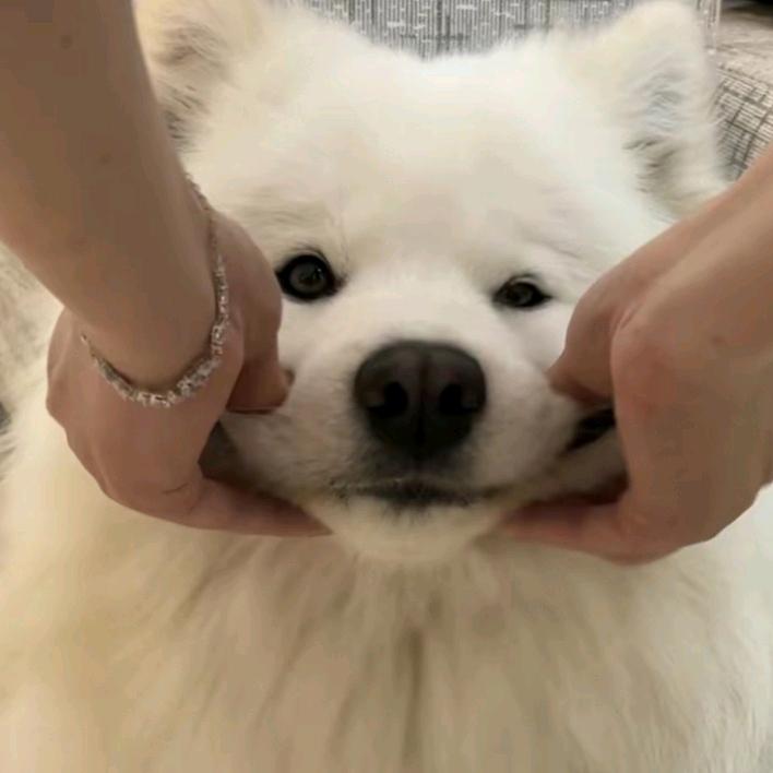 美兰的词茶会