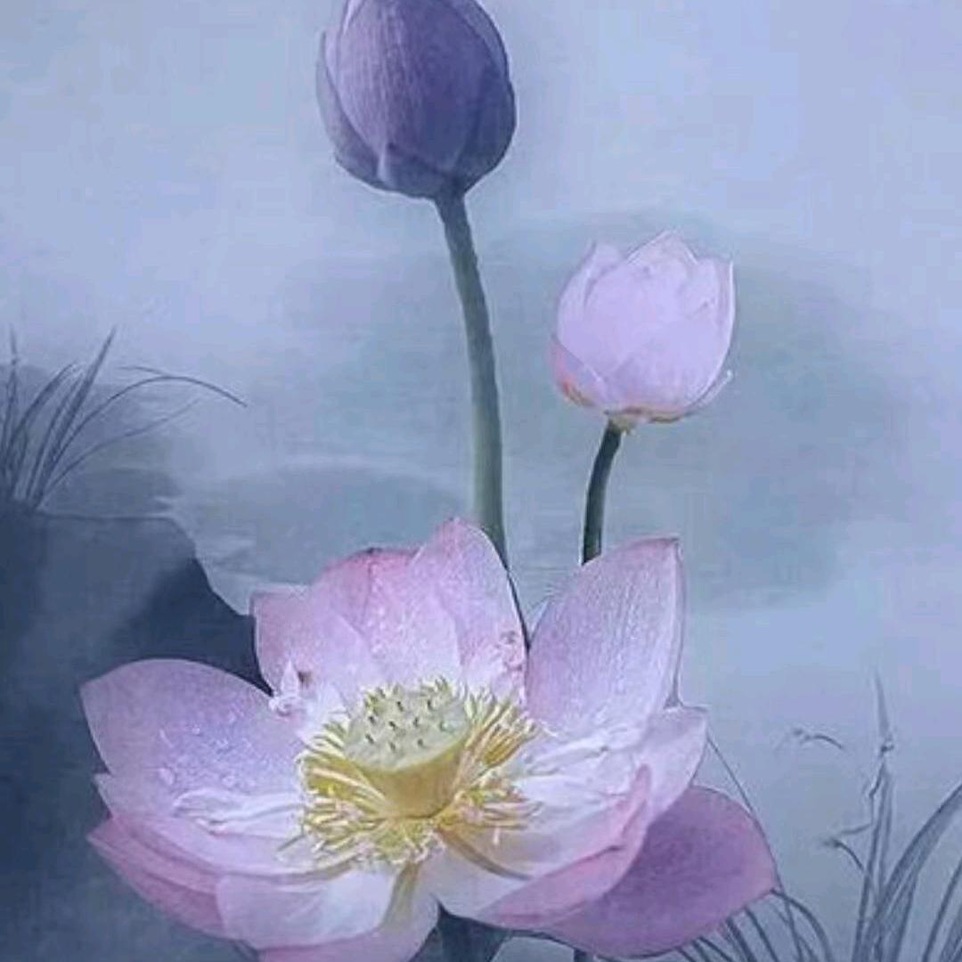 晓莲  好物
