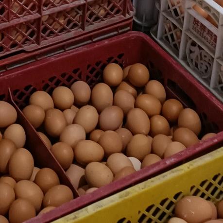长治胖的鸡蛋批发