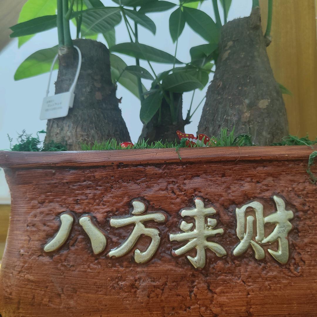 🌸不忘初心🌸