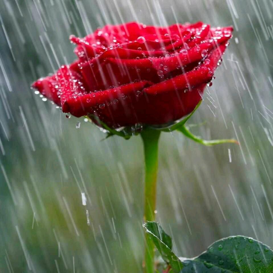 微风细雨🌺🌺