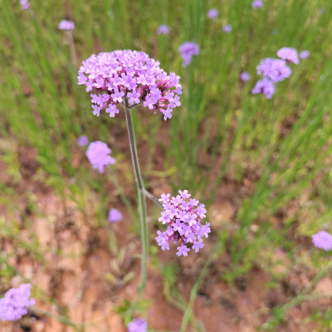 二孩宝妈居家客服