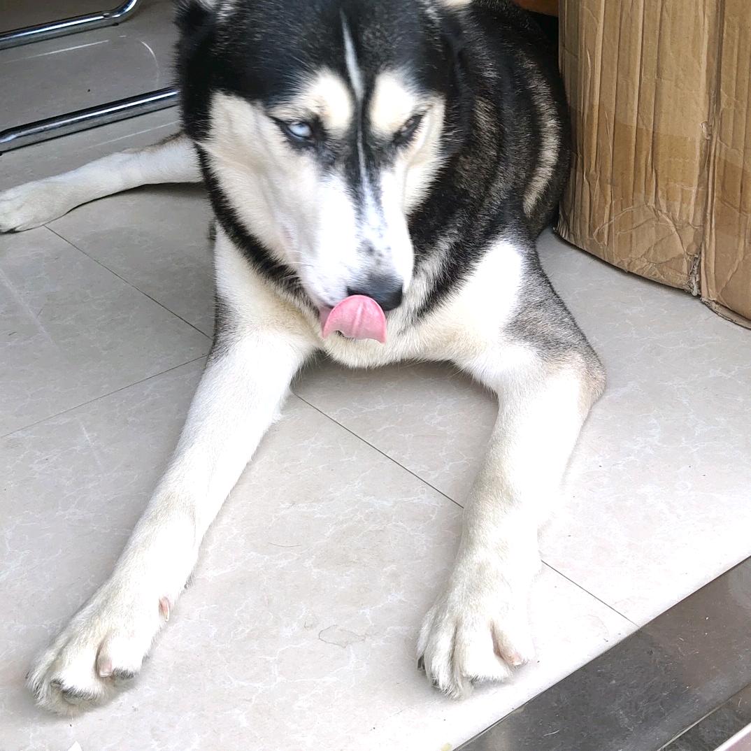 狼