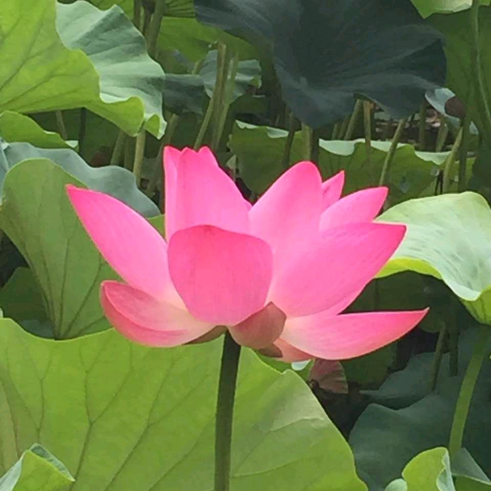 知足心安
