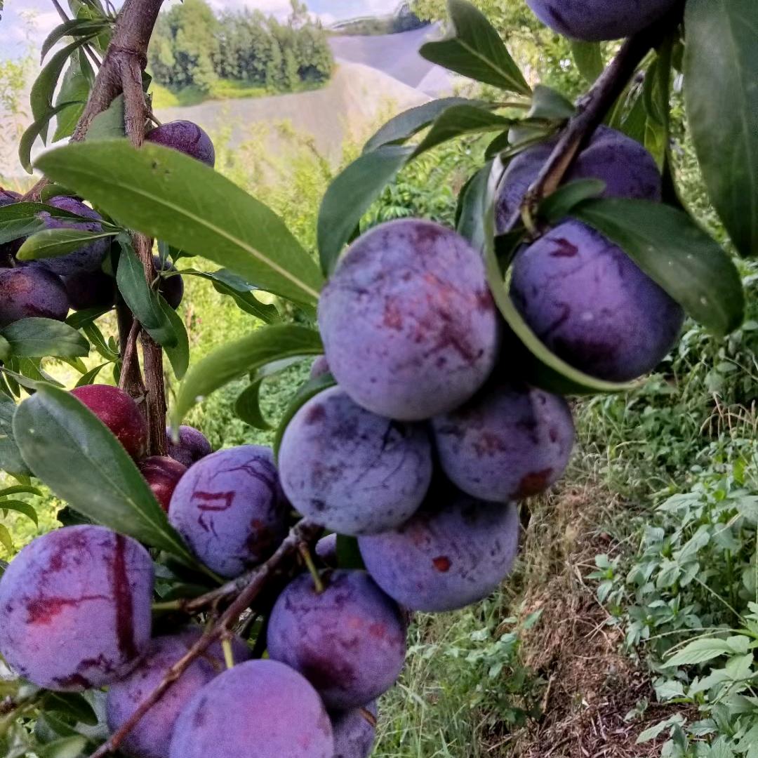 澄江凌富青红脆李