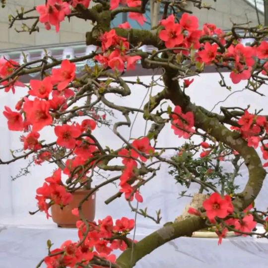 双诚花木园艺优品