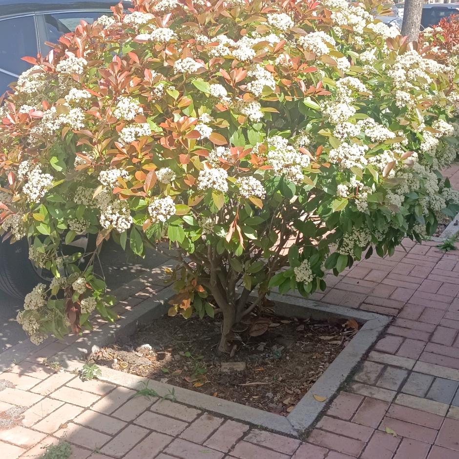 汶上鲁房大姨探房