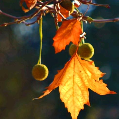 豫C洛阳 —嵩县