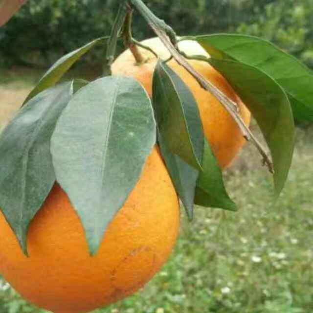 曹哥、