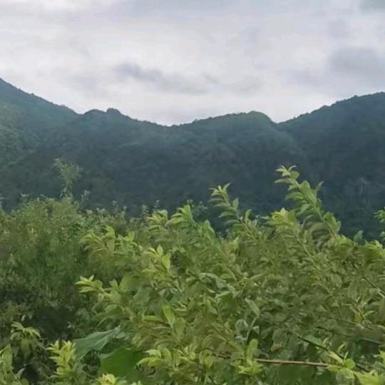 吴敏