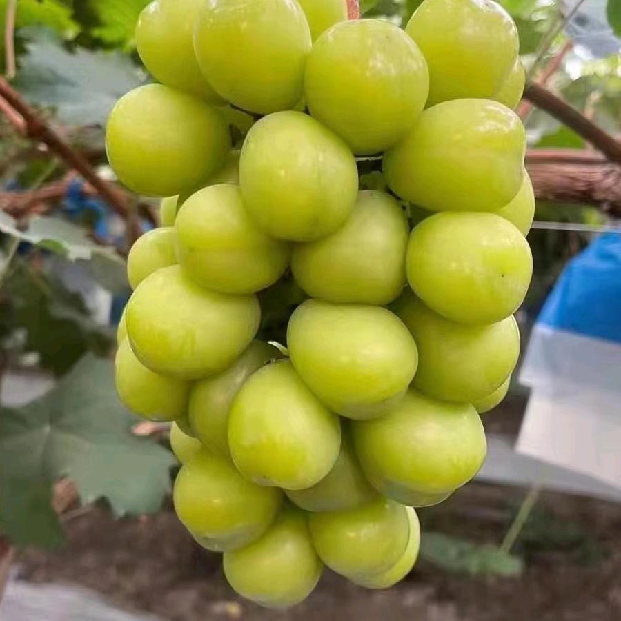 河北平宇葡萄苗木