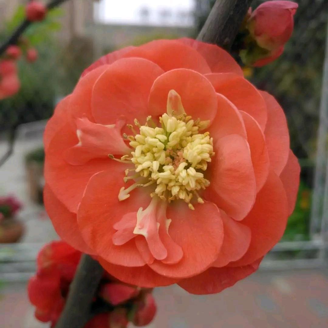 金丝猴爱彼岸花