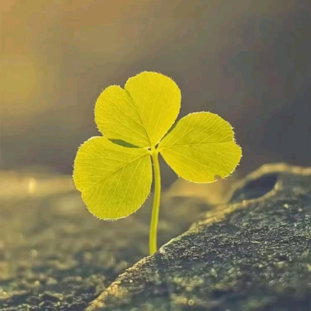 ༊ღ᭄高家ꦿ꯭菇凉꧔ꦿ᭄💞