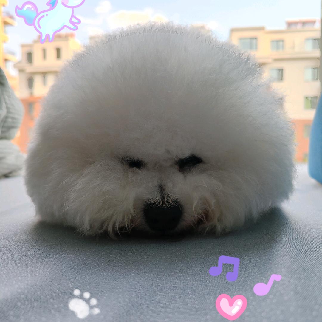 🎶🎶麦琪🎶🎶