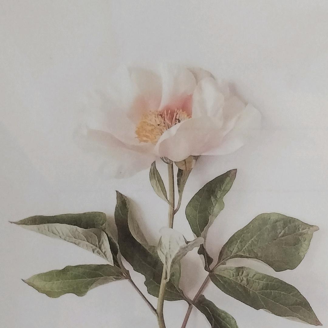 张%