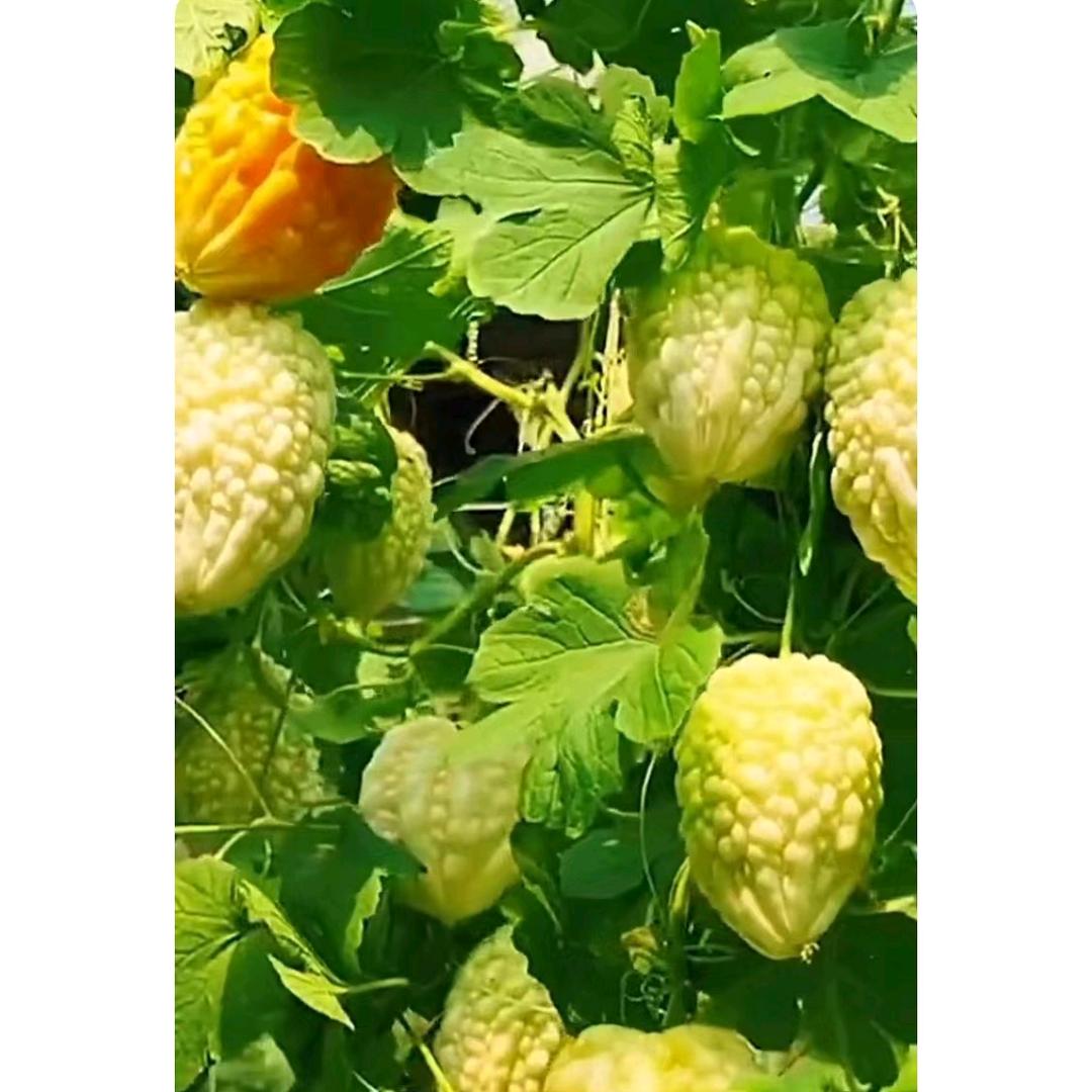 有缘人