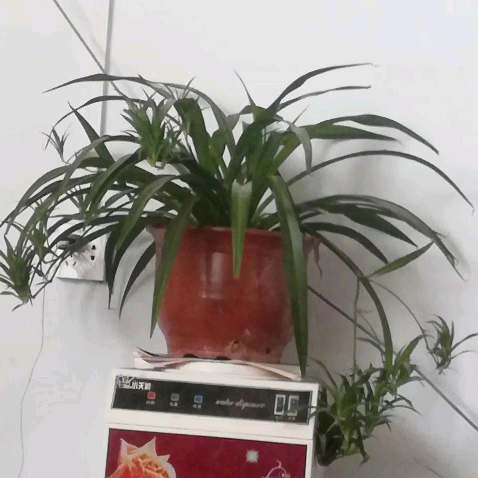 阳光穿透冷白色的回忆