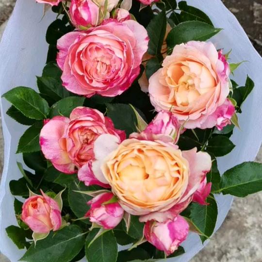 🌹🍀钟祥七彩园艺🍀🌹