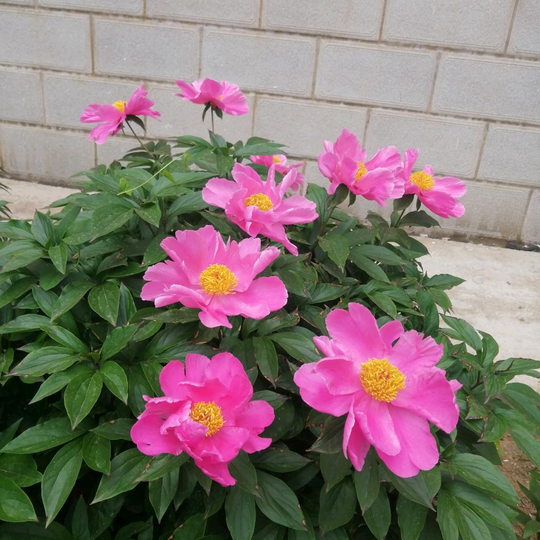开心果花花123