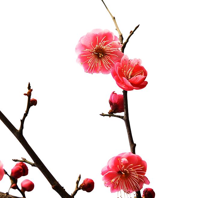 王珂