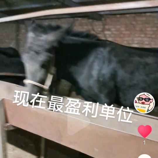 春浓