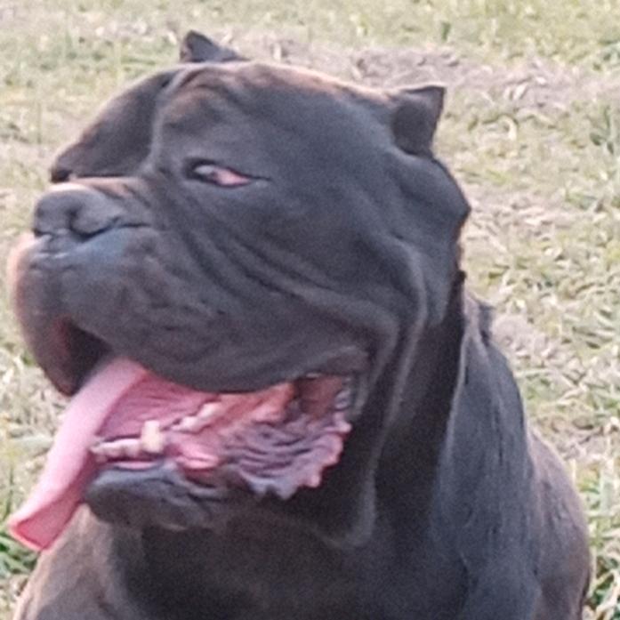 卡斯罗猛犬繁殖犬舍
