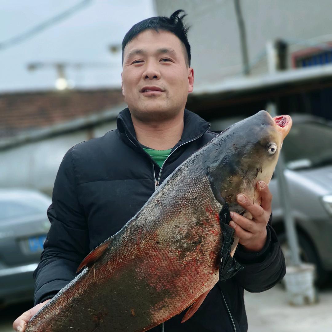 专业抓鱼