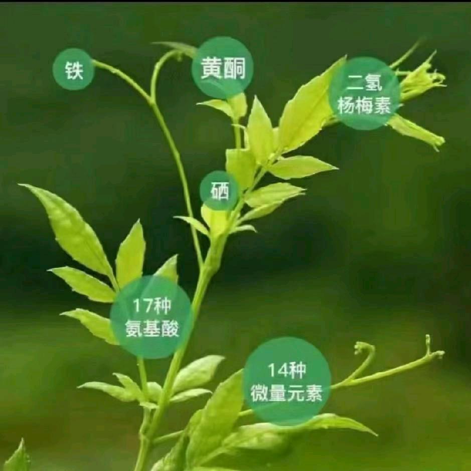 陽光
