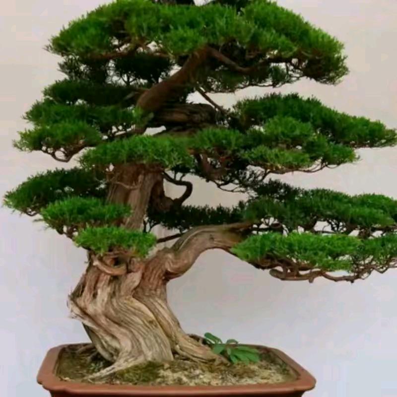大侠，天一装饰
