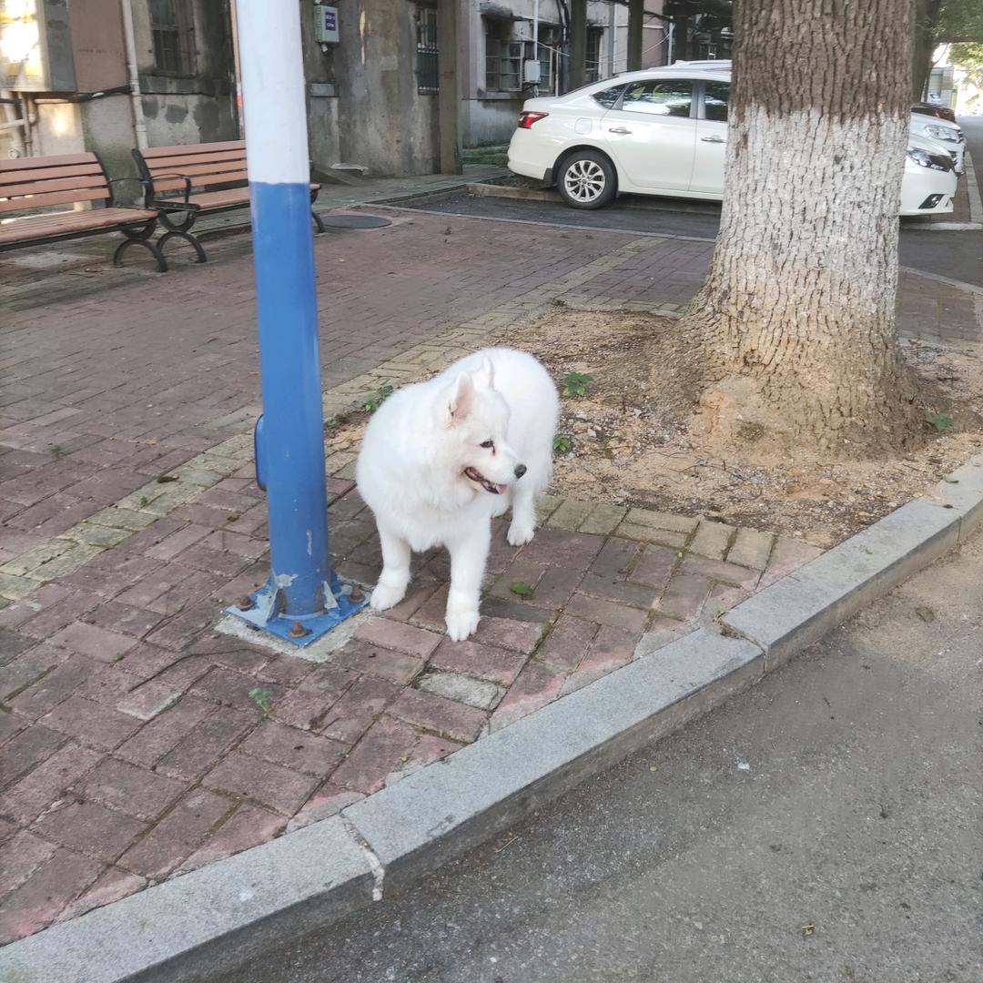 大熊猫晶晶_