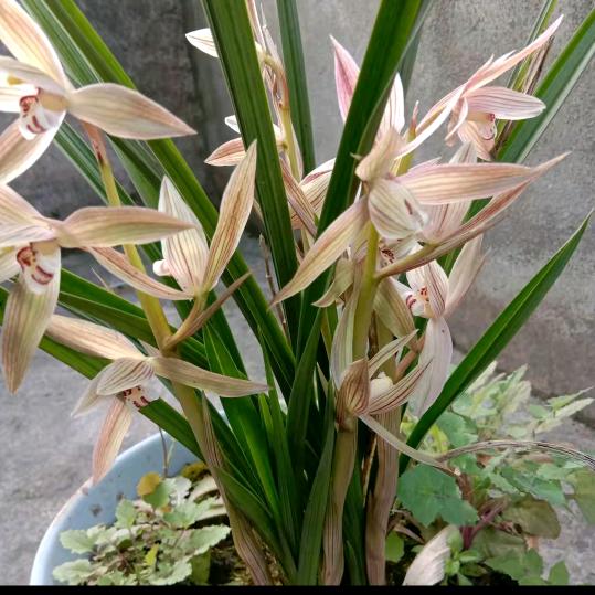 兰花草