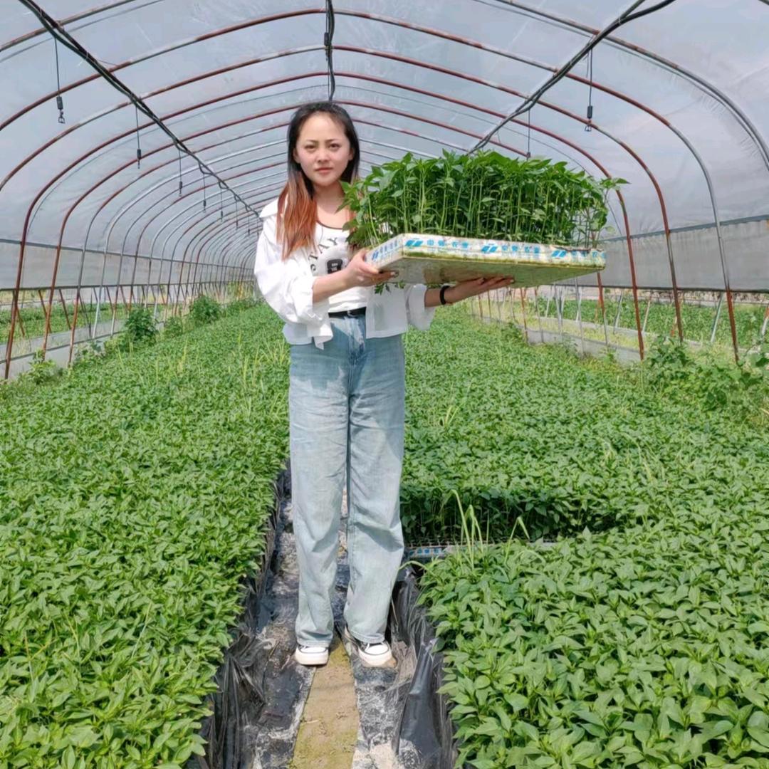 政哥说辣（助理）