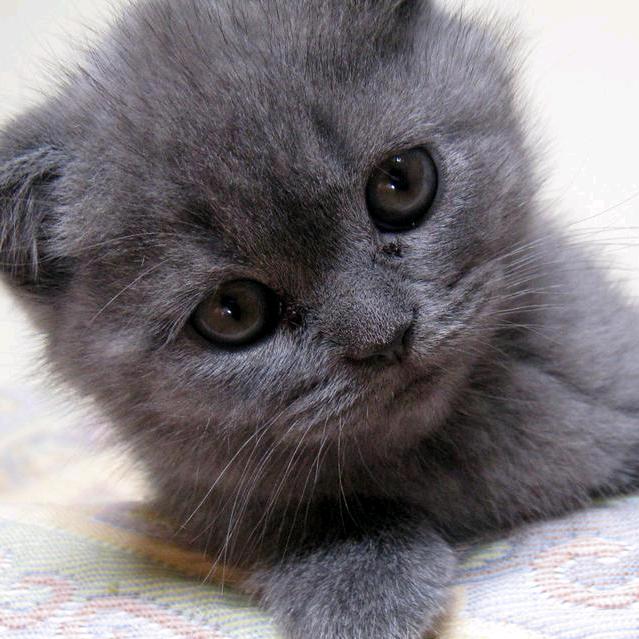 渔钓上猫🐱头像