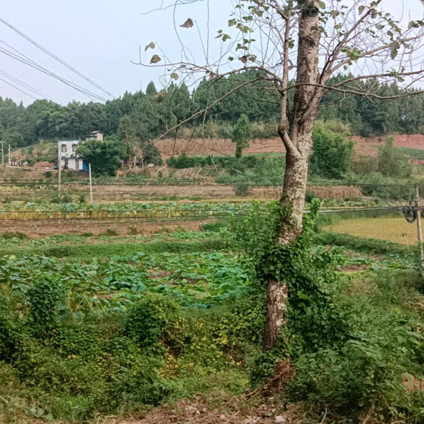 木木 小哥