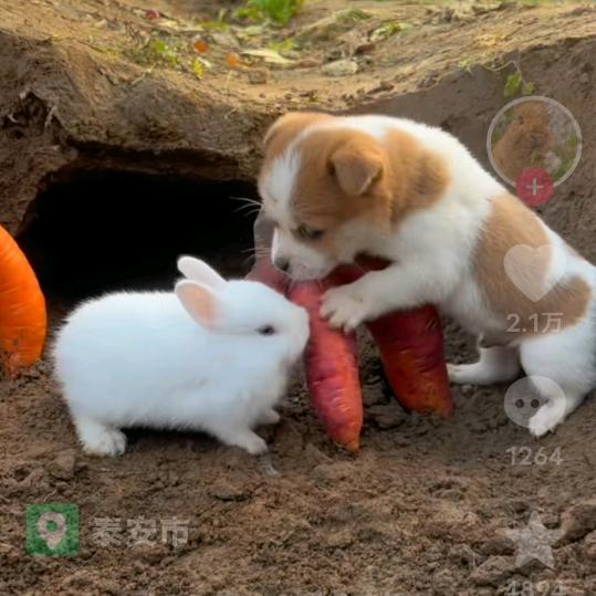 大年陈黎达电焊哥