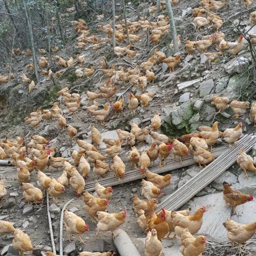 涟源市杨市镇彭南龙山生态散养土鸡场官方账号