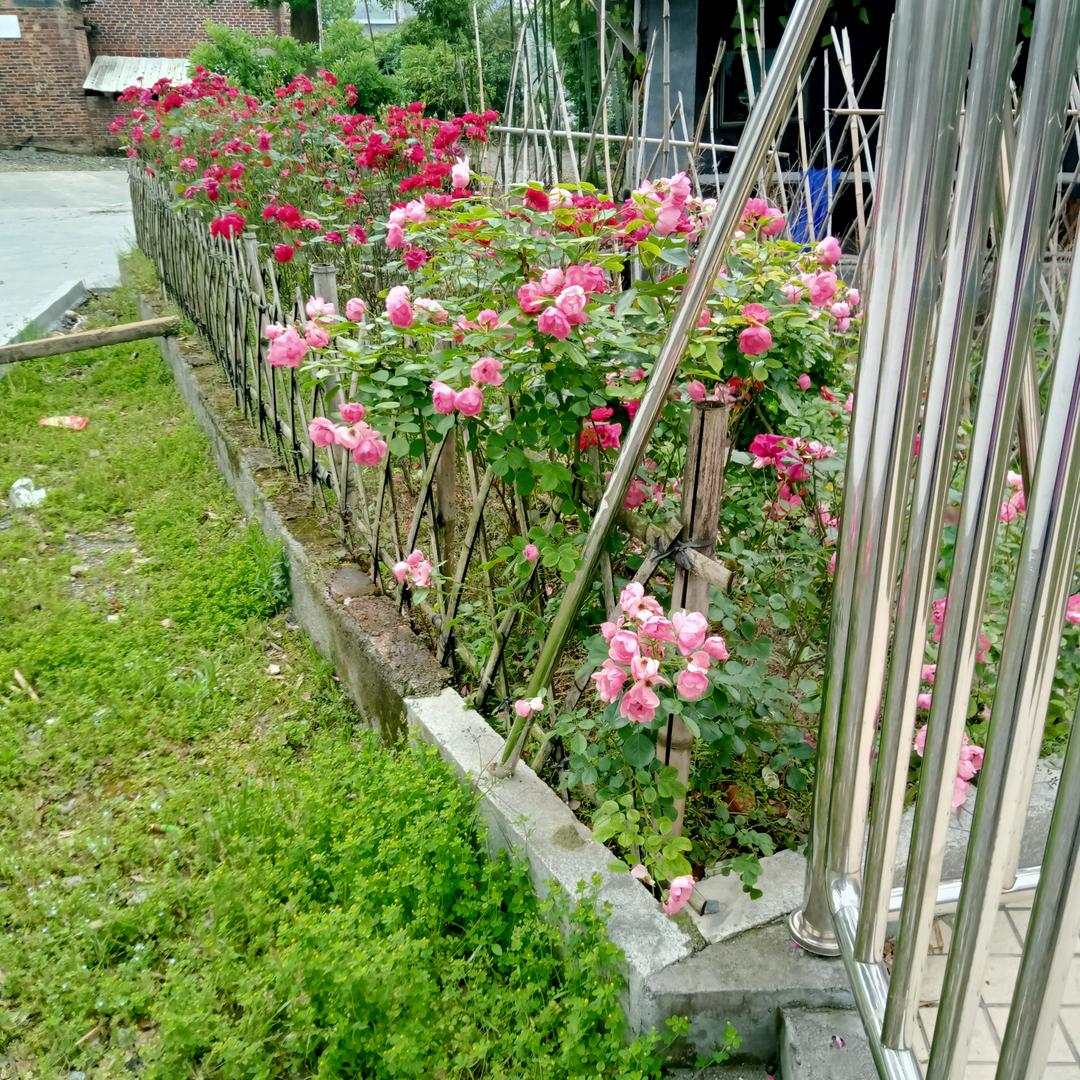 四季云海QQ糖