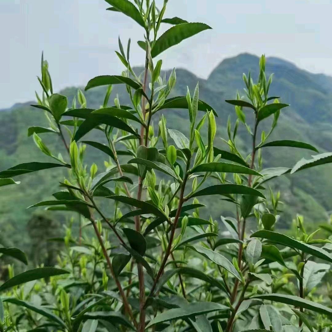 平安安好