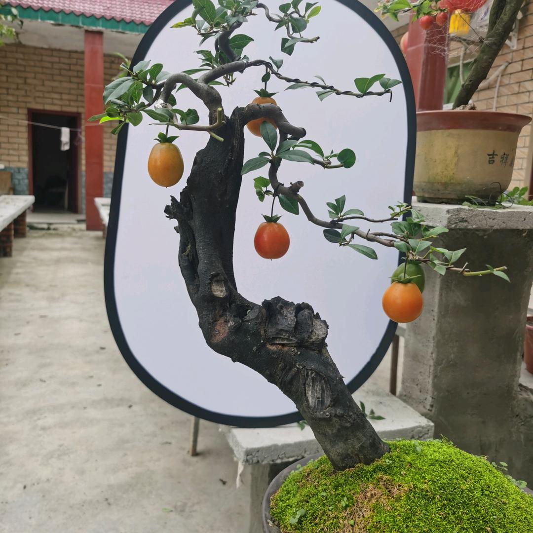 永久金弹子
